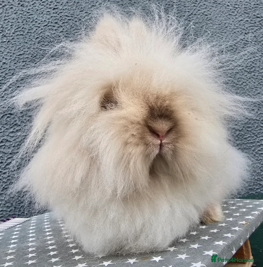 Lionhead rabbits for sale: Gorgeous Purebred Lionheads available  - Advert 1