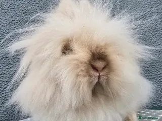 Lionhead rabbits Gorgeous Purebred Lionheads available - Advert 5