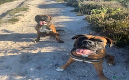 Boxer dogs for sale: 2 Boxers to re-home, must go together - Image 5