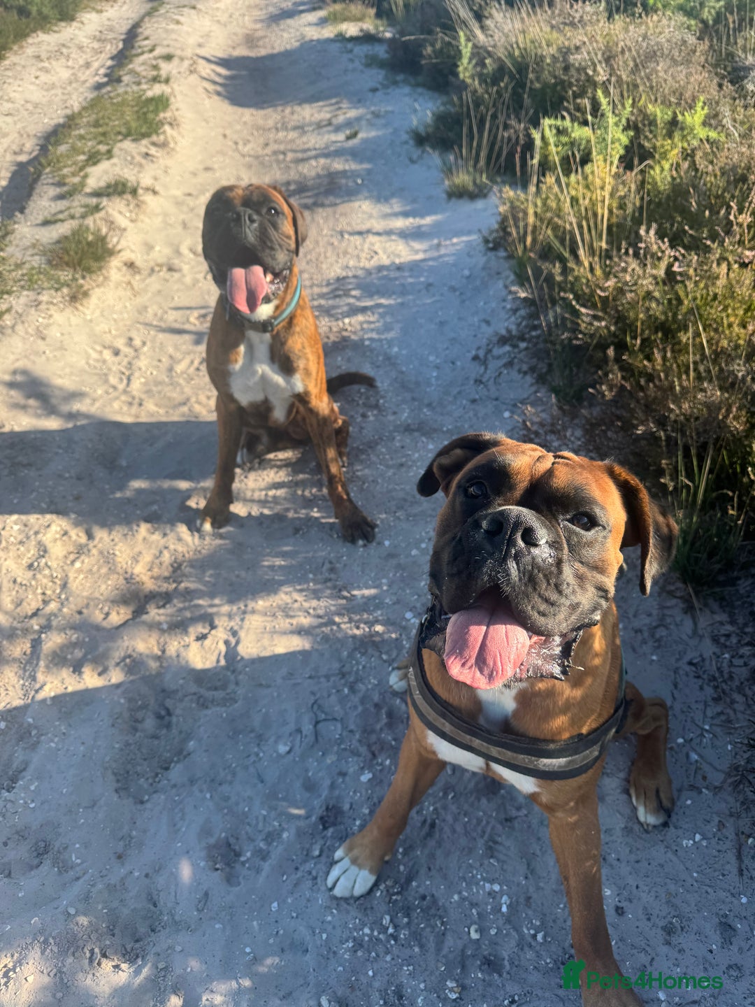 Boxer dogs for sale: 2 Boxers to re-home, must go together - Image 5