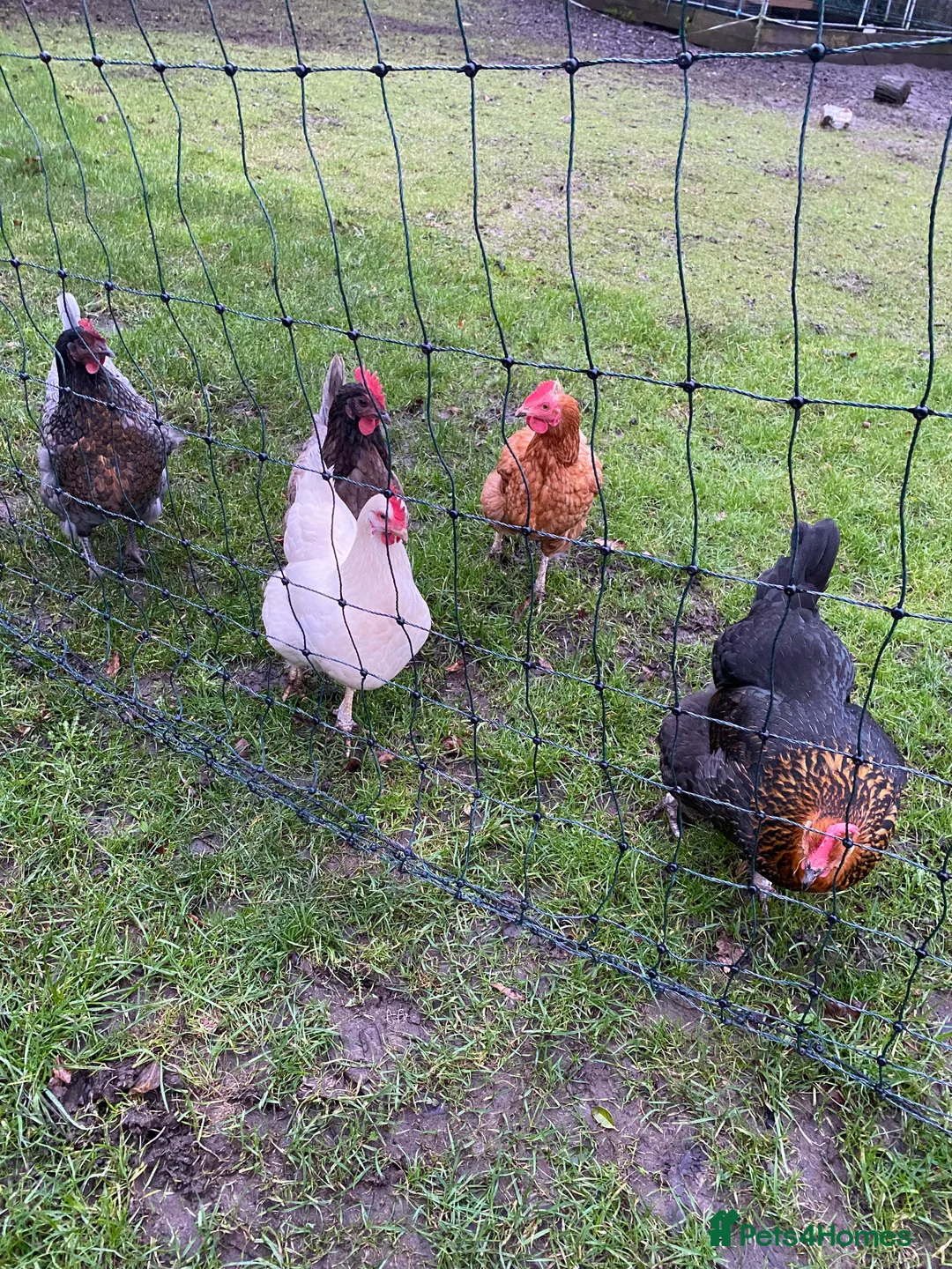 Chickens poultry for sale: 5 Laying Chickens - Advert 2