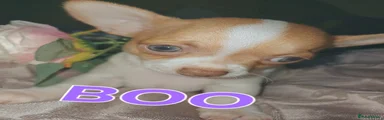 Chihuahua Puppy 4