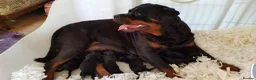 Rottweiler dogs for sale: Stunning Pure Breed Male Rottweiler Puppy - Advert 2
