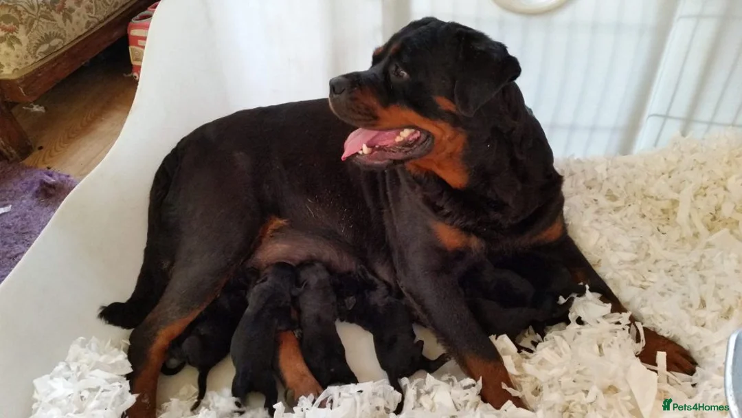 Rottweiler dogs for sale: Stunning Pure Breed Male Rottweiler Puppy - Advert 2