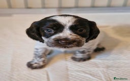 Cocker Spaniel dogs for sale: Stunning COCKER SPANIEL for sale - Image 7