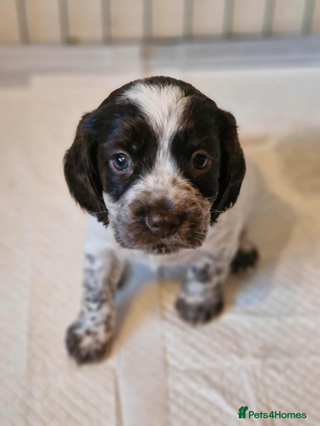 Cocker Spaniel dogs for sale: Stunning COCKER SPANIEL for sale - Image 7