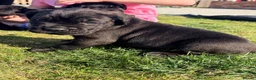 Cane Corso dogs for sale: Cane Corso puppy’s  - Advert 12