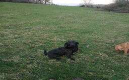 Labrador Retriever dogs for sale: Labrador pups - Advert 2