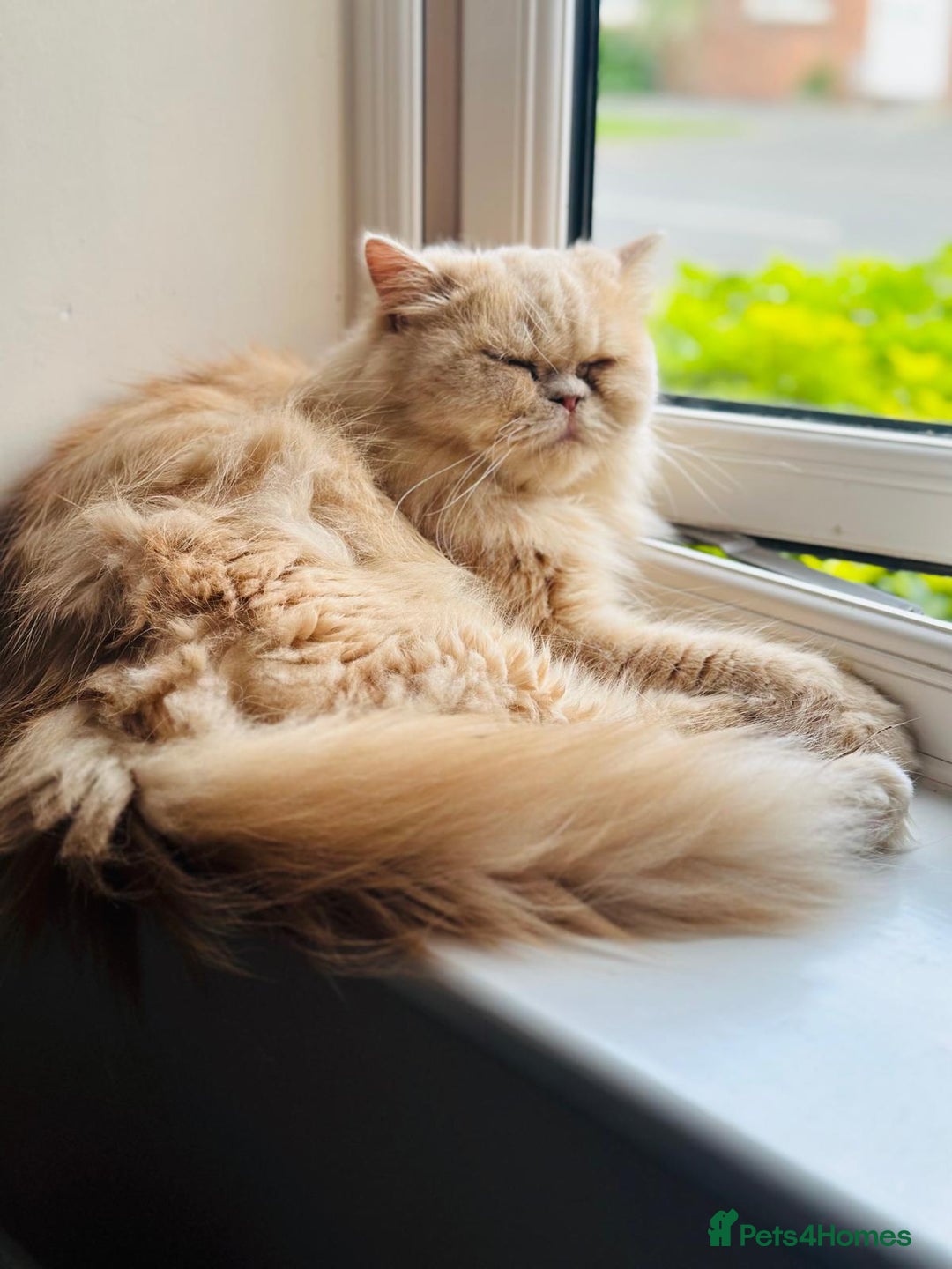 Persian cats for sale: Persian kittens - Image 13