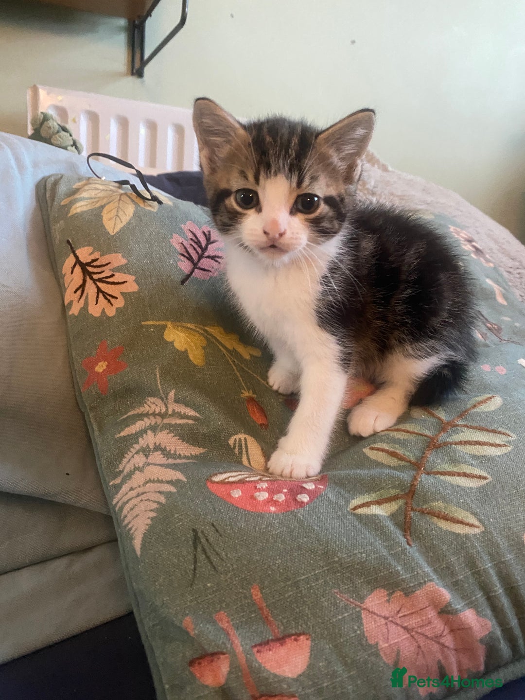 Mixed Breed cats for sale: 3 kittens available Portsmouth - Advert 12