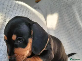 Miniature Dachshund dogs Beautiful miniature dachshunds 😊 - Advert 9