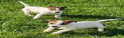 Jack Russell dogs for sale: Pure Bred Jack Russell Puppies - Advert 3