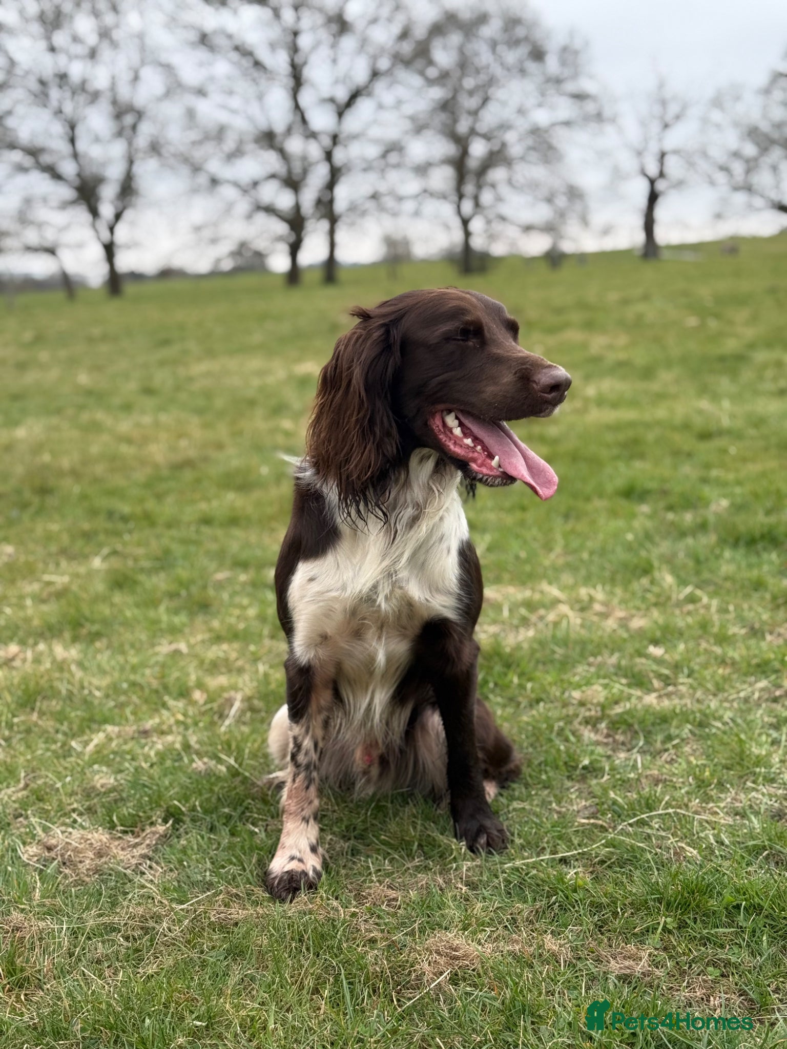English Springer Spaniel dogs Working English springer spaniel dog - Advert 2
