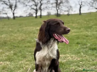 English Springer Spaniel dogs Working English springer spaniel dog - Advert 5