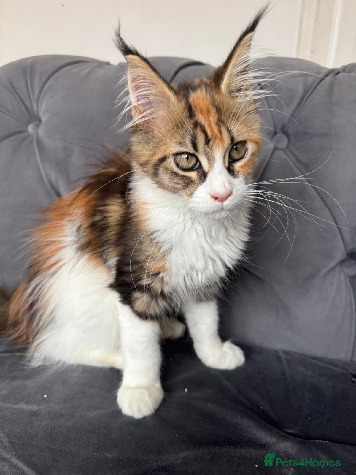 Maine Coon cats 1 left Registered MaineCoon whit passport for sale - Advert 3