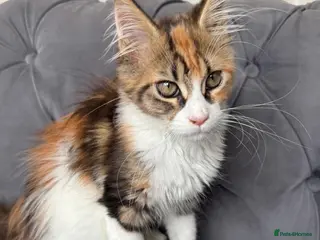 Maine Coon cats 1 left Registered MaineCoon whit passport for sale - Advert 1