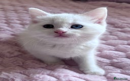 Ragdoll cats for sale: Ragdoll Cross Maine Coon Kitten - Image 1