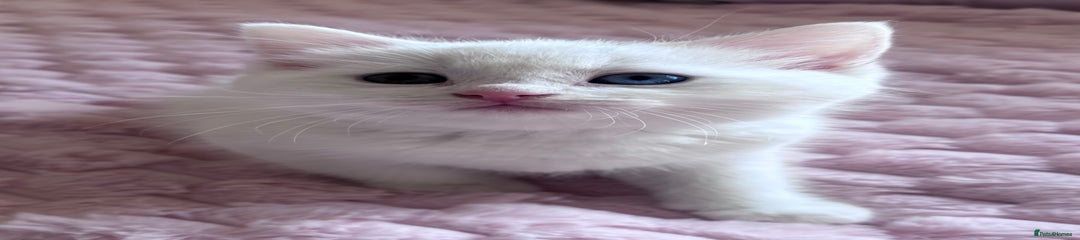Ragdoll Kitten 1