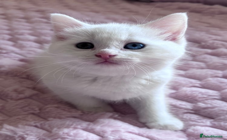 Ragdoll cats - Advert 12