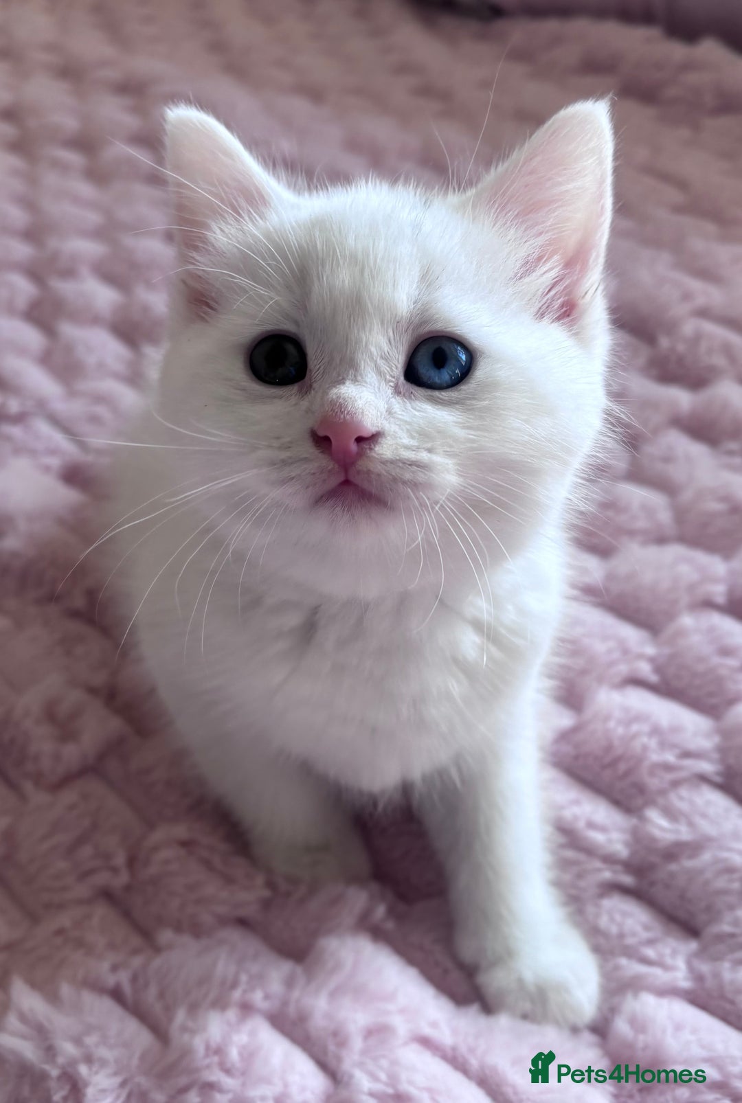 Ragdoll cats for sale: Ragdoll Cross Maine Coon Kitten - Image 1