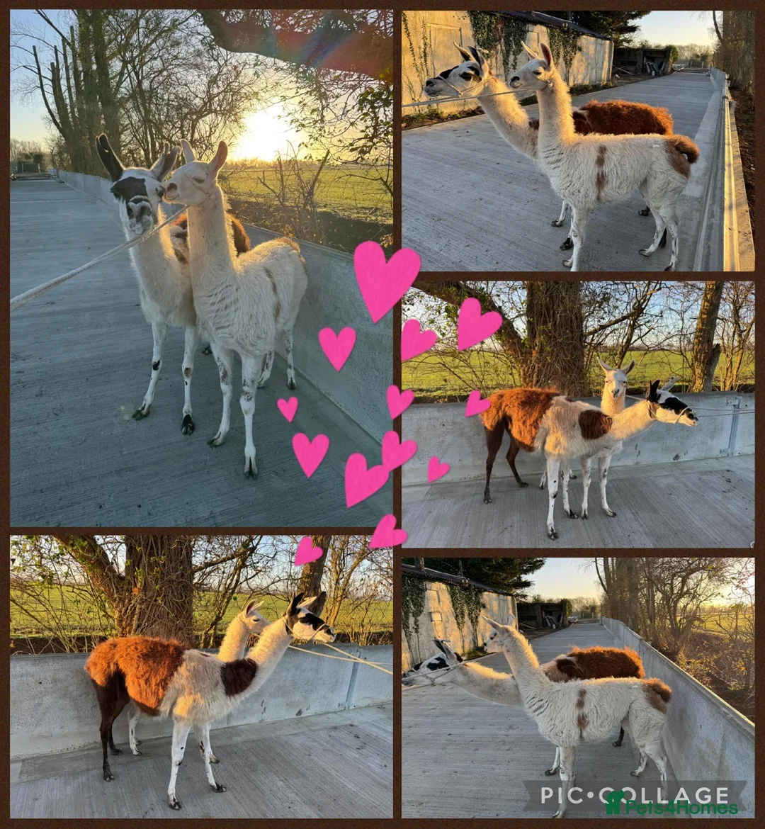 Llama livestock for sale: Llama mother and daughter - Advert 1