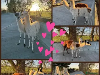 Llama livestock for sale: Llama mother and daughter - Advert 4