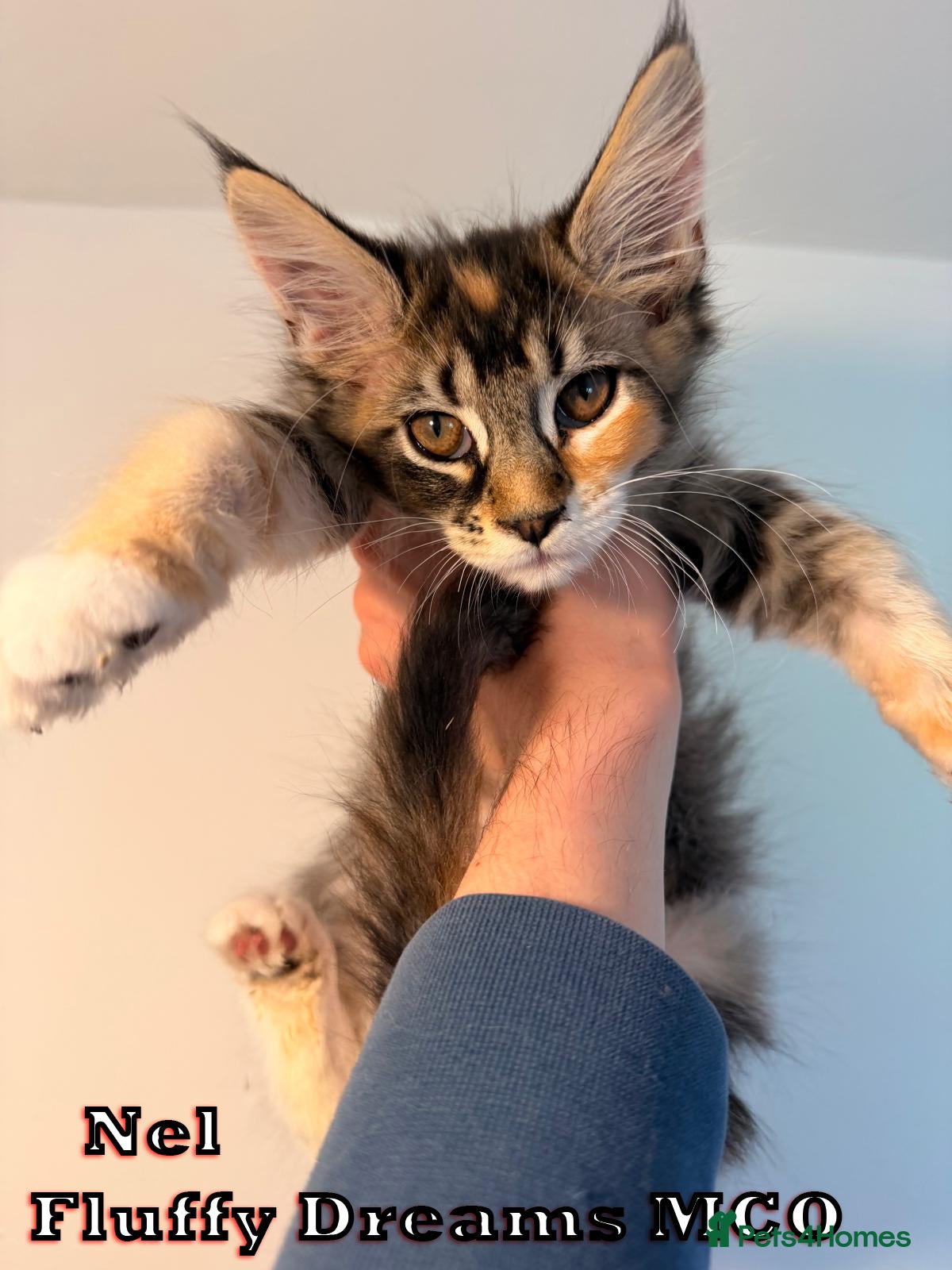 Maine Coon cats 4 Girls 1 Boy Active / Non Active N/N Tested TICA - Advert 2