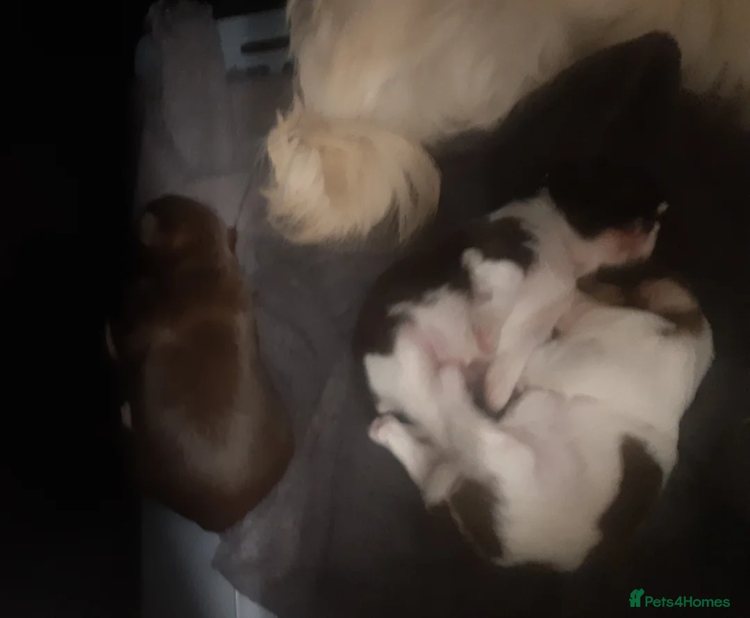 Shih Tzu dogs for stud:  imperial studs both proven  in Bolton - Advert 15