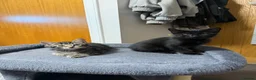 Domestic Shorthair cats for sale: Kittens in Huntly - Advert 20