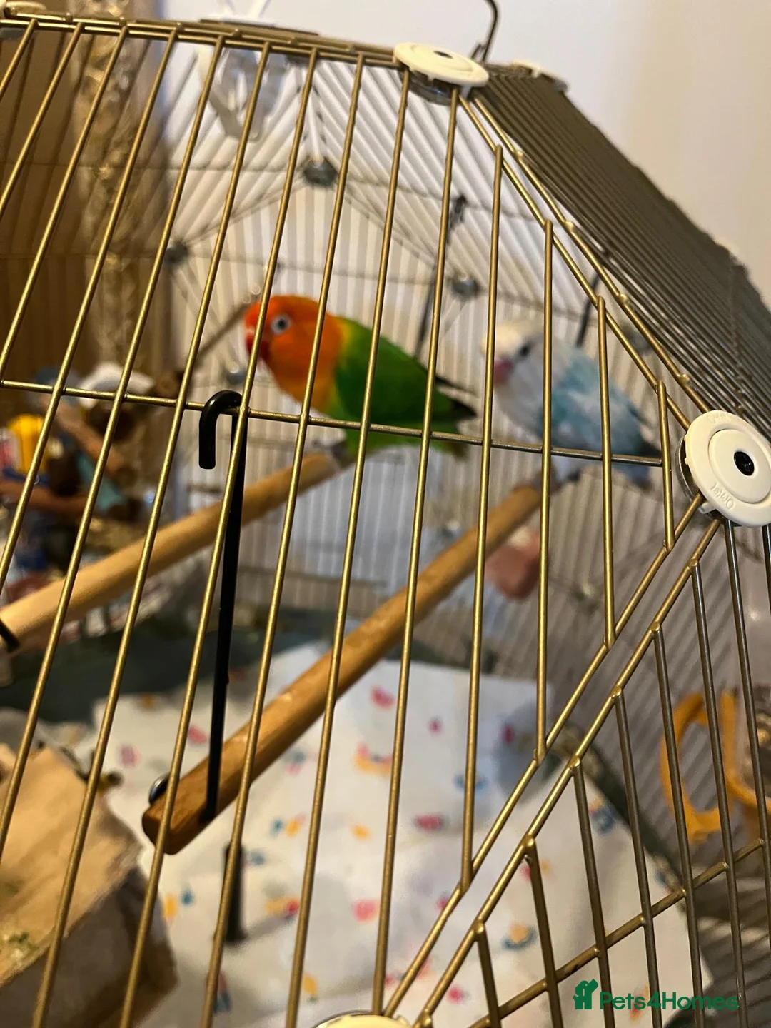 Lovebirds birds for sale: Beautiful Pair of Lovebirds- 2 Years Old - Advert 9