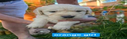 Golden Retriever dogs for sale: Gorgeous Golden Retriever Puppies KC Registered  - Advert 8