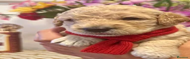 Goldendoodle 6