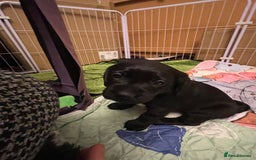 Cockerdor dogs for sale: Cocker Retriever aka Cockerdor bundles of joy - Advert 2