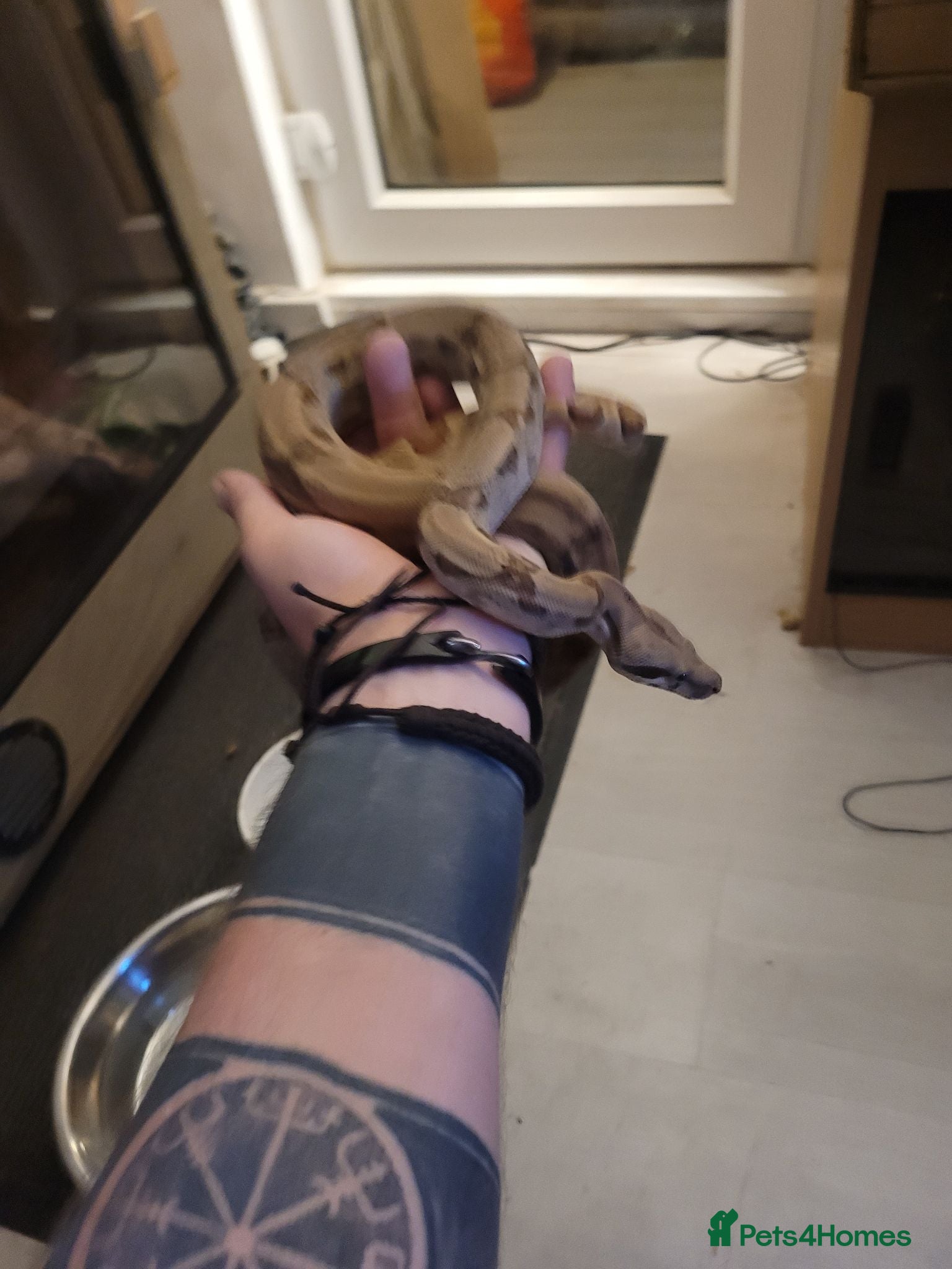Boa Snake reptiles Juvenile (bci) boa - Advert 1