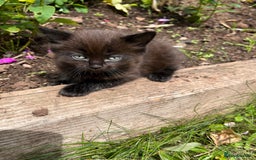 Ragdoll cats for sale: Beautiful Fluffy Ragdoll Cross Kittens For Sale - Image 12