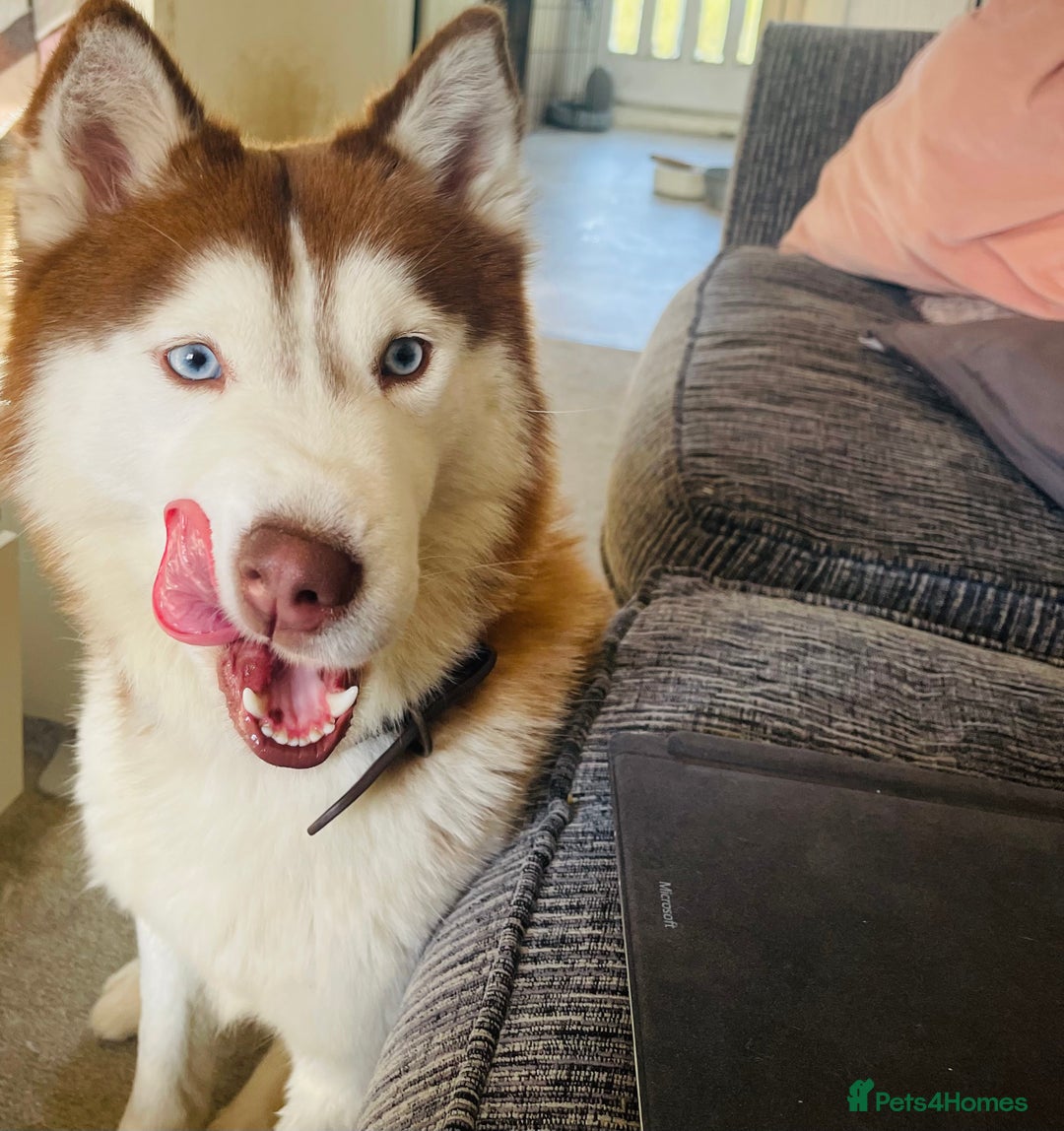 Siberian Husky dogs for sale: Huskies pups for sale - Advert 4