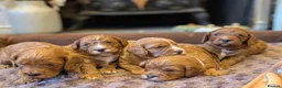 Cavapoo dogs for sale: Adorable F1b cavapoo puppies  in Droitwich - Advert 3