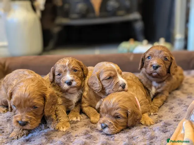 Cavapoo dogs Adorable F1b cavapoo puppies - Advert 5