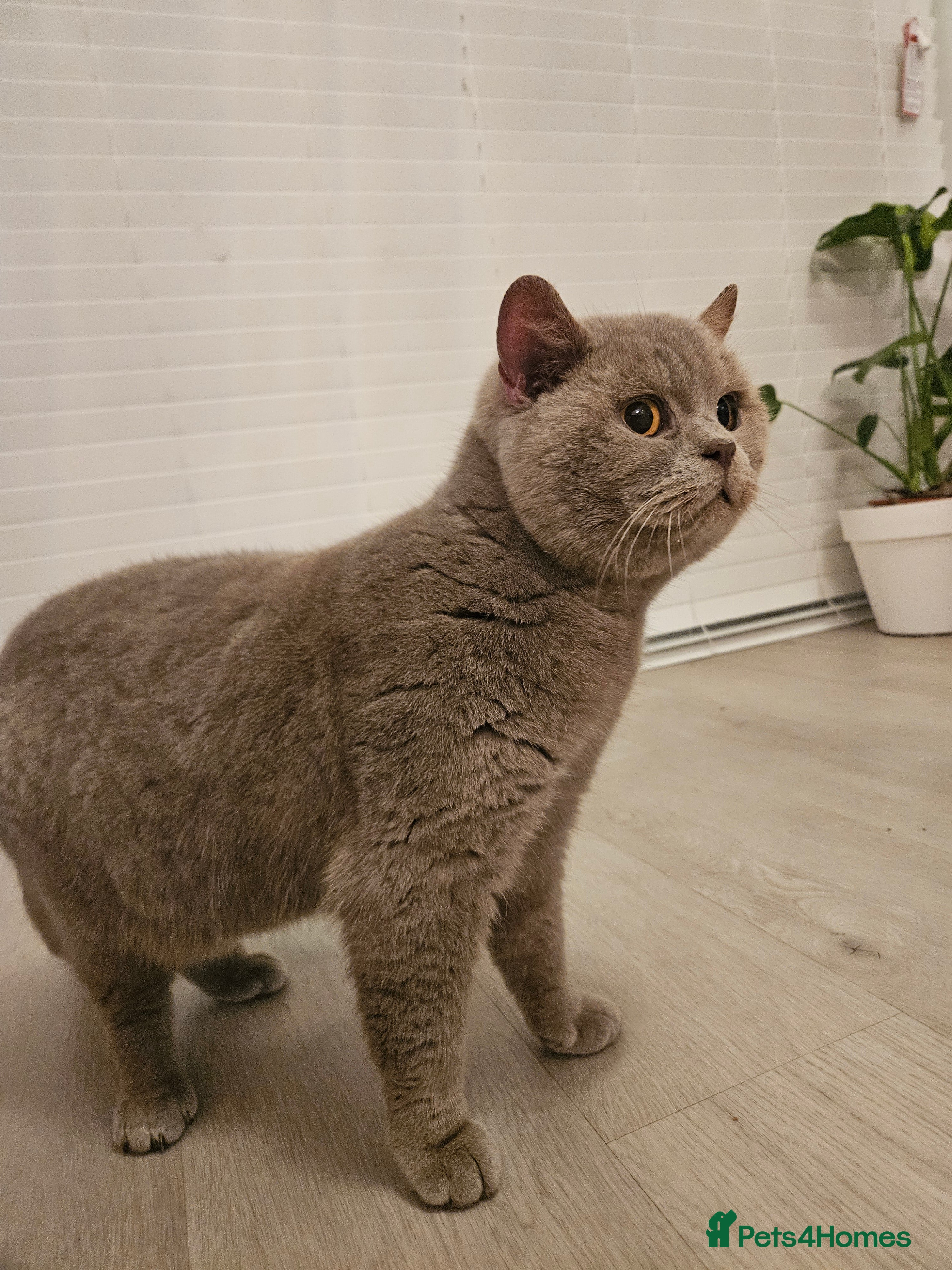 British Shorthair cats Lilac British shorthair For stud  - Advert 3