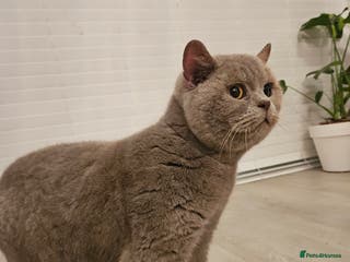 British Shorthair cats Lilac British shorthair For stud - Advert 3