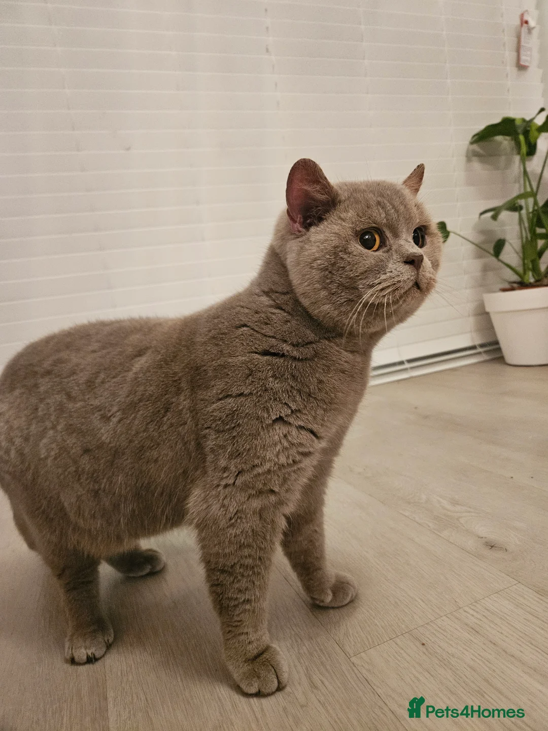 British Shorthair cats for stud: Lilac British shorthair For stud  - Advert 1