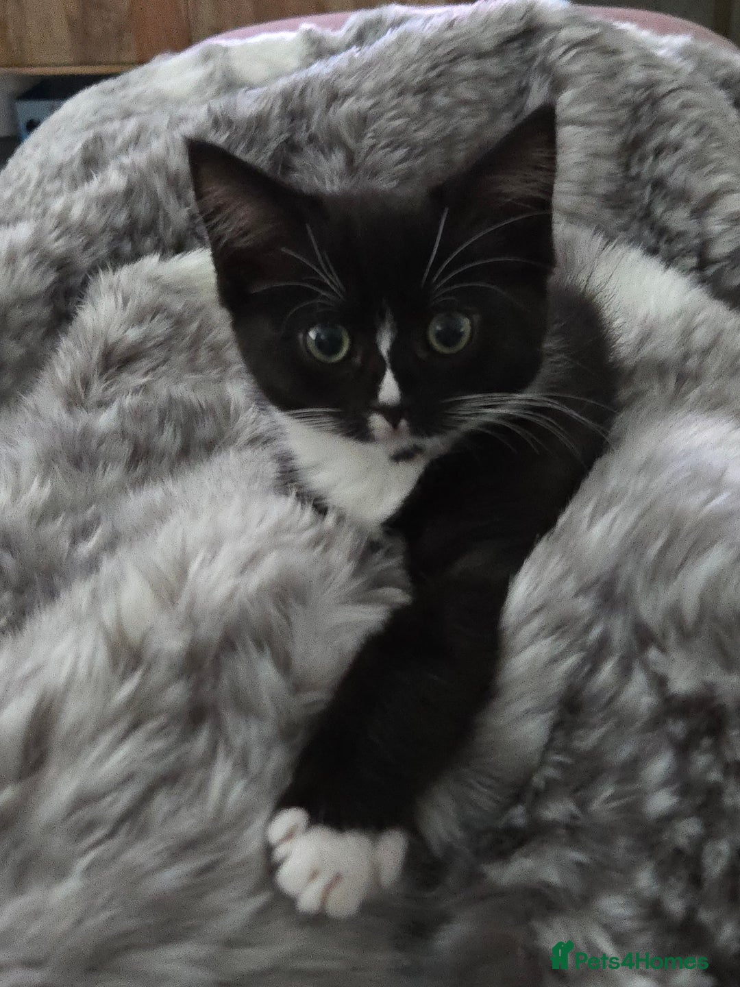 Mixed Breed cats for sale: 14 Week Old Black & White Female Kitten - Advert 1