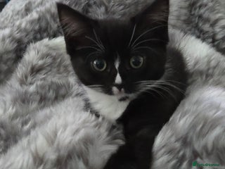 Mixed Breed cats 14 Week Old Black & White Female Kitten - Advert 17