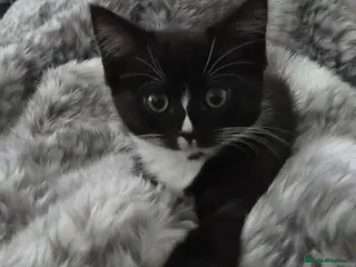 Mixed Breed cats 4 month old Black & White Half Ragdoll Female - Advert 14