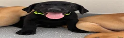 Labrador Retriever dogs for sale: Beautiful KC Labrador Pups Ready To Leave - Advert 32
