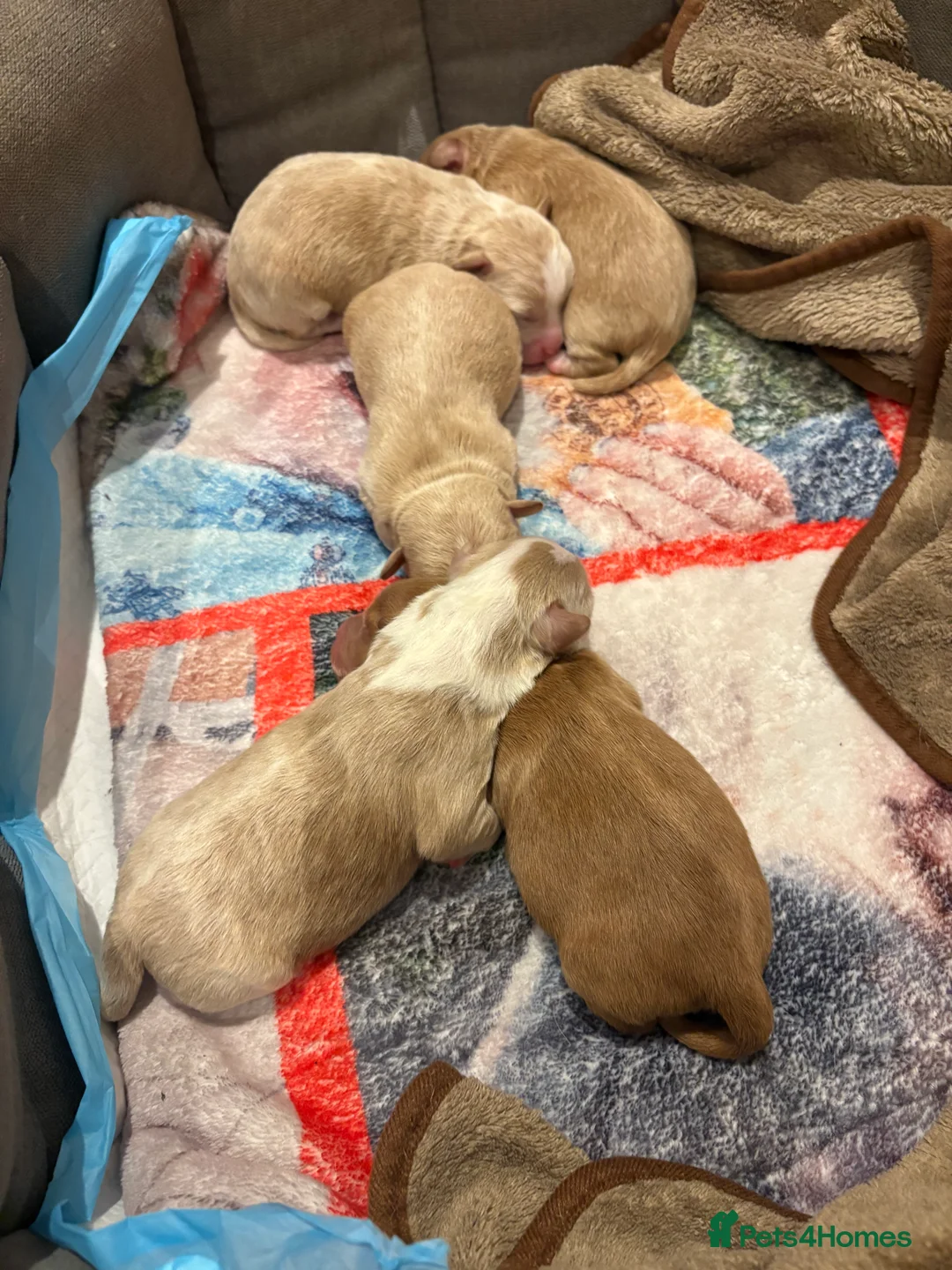 Mixed Breed dogs for sale: Toy poodle mix - Advert 6