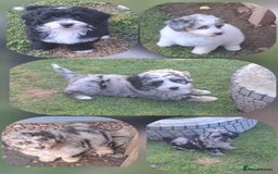 Bernedoodle dogs for sale: 🐾🐾WAITING LIST for Miniature Bernedoodles 🐾🐾 - Image 2