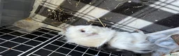 Guinea Pig rodents for sale: 4 x guinea pigs for sale  - Advert 3