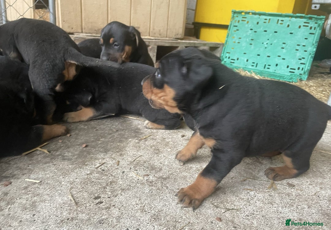 Rottweiler dogs for sale: Clean Rottweiler puppies raised with love and care - Advert 5