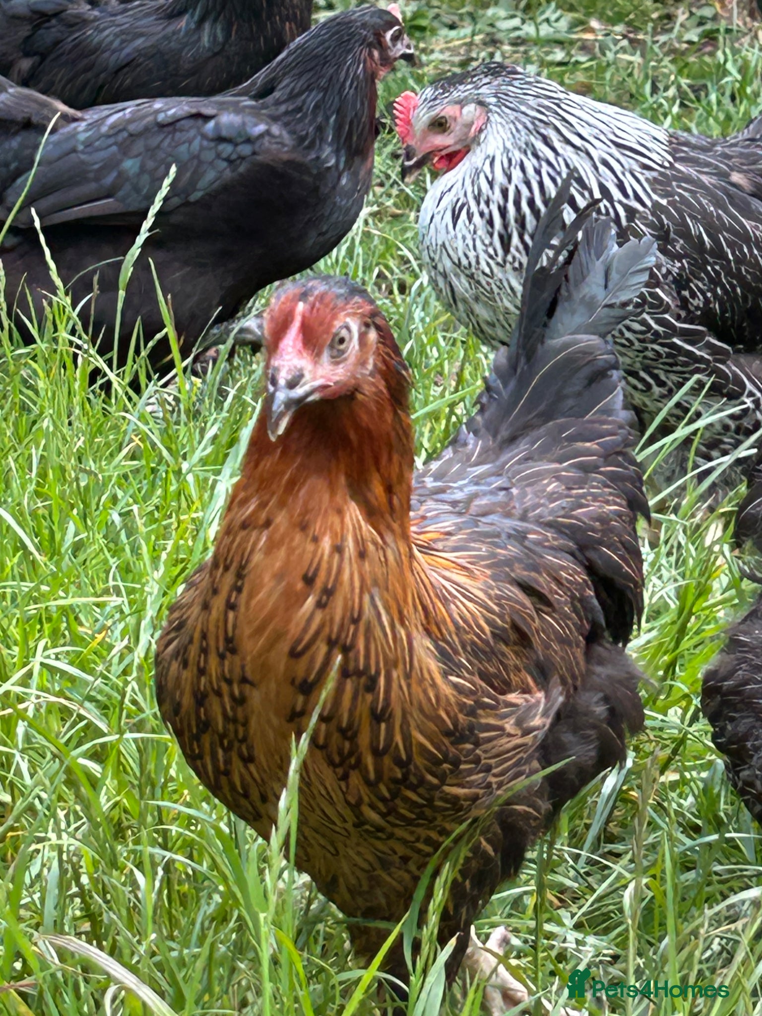 Chickens poultry Point of lay hens  silver sussex - Advert 22